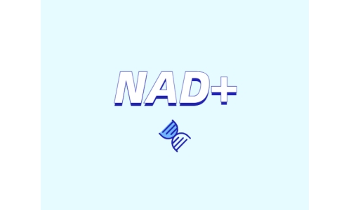 為什么要增強NAD+？